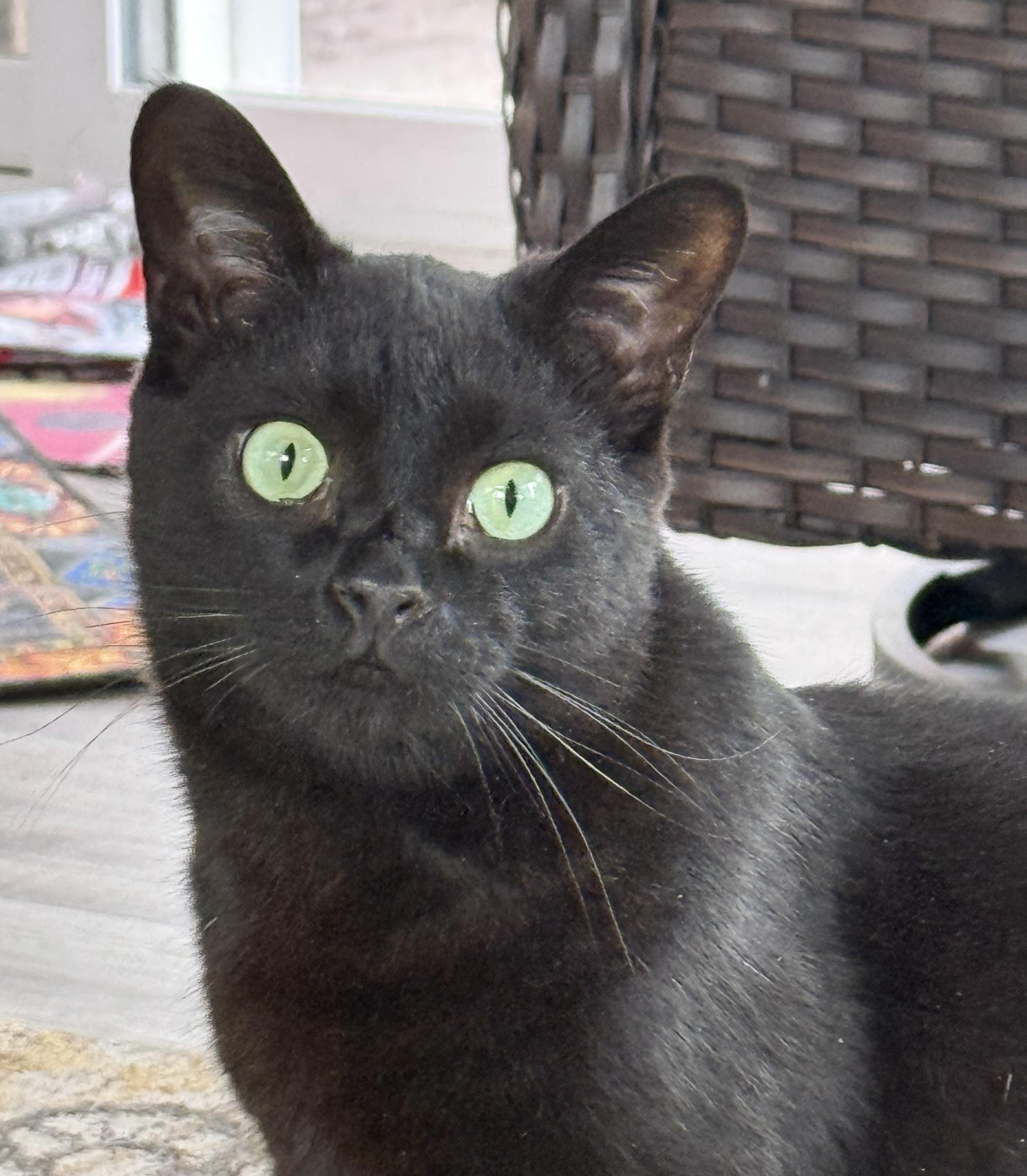 Wolfie, a Adoptable Domestic Short Hair in Goshen, IN image 1/4