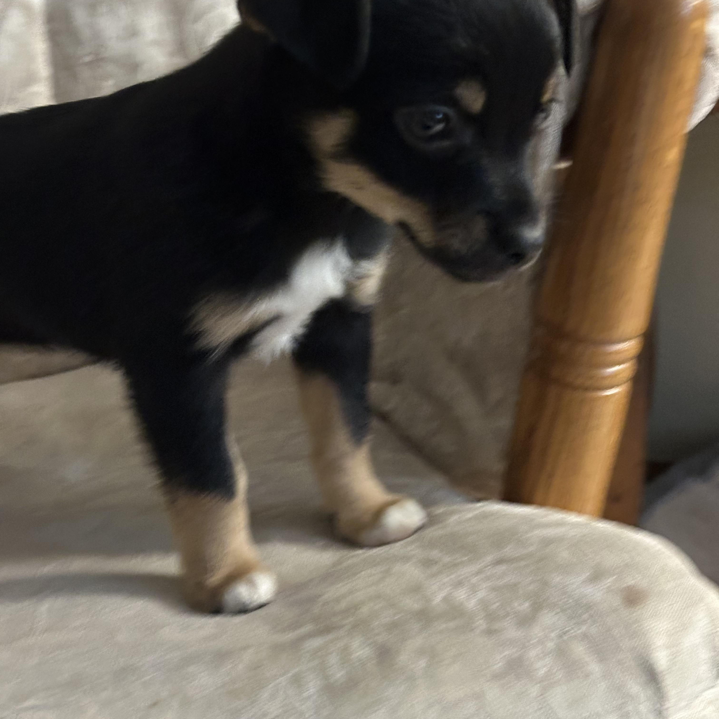 Sassy, ADOPTABLE, Puppy Female Chihuahua & Miniature Poodle.