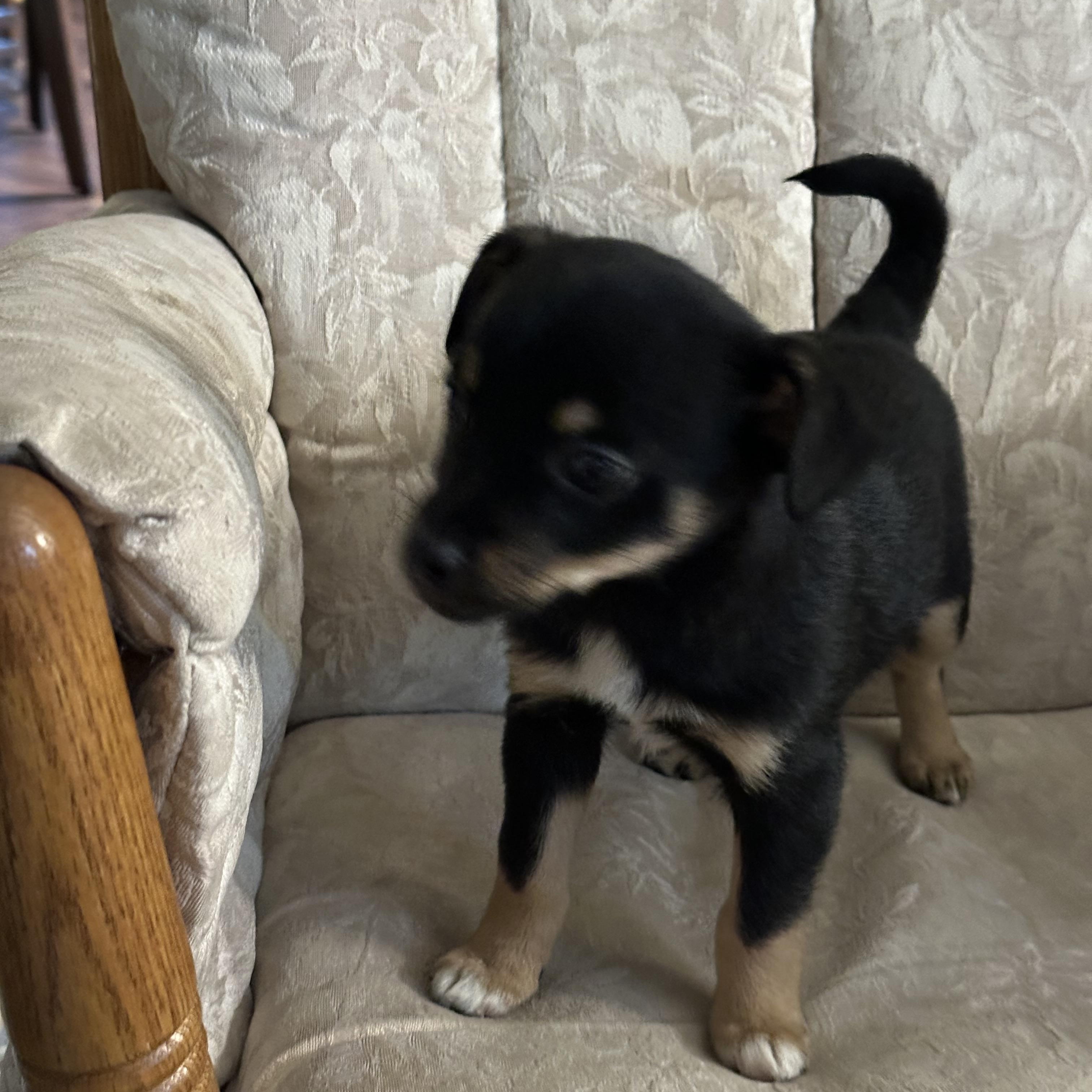 Enlarge Sassy, a ADOPTABLE mixed breed in Wellsville, OH image 2/2