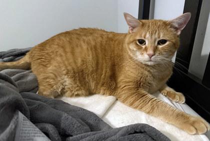 Boots (In Foster), a Adoptable Domestic Short Hair in Fishers, IN image 2/3