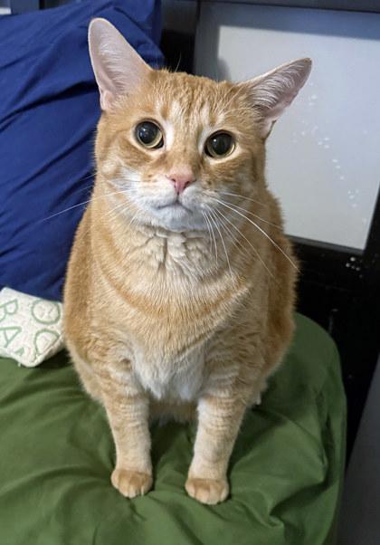 Boots, Adoptable, Adult Male Domestic Short Hair & Domestic Short Hair.