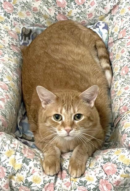 Boots (In Foster), a Adoptable Domestic Short Hair in Fishers, IN image 3/3