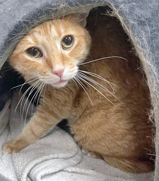 Boots (In Foster), a Adoptable Domestic Short Hair in Fishers, IN image 2/3