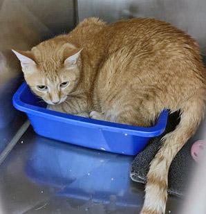 Boots (In Foster), a Adoptable Domestic Short Hair in Fishers, IN image 3/3