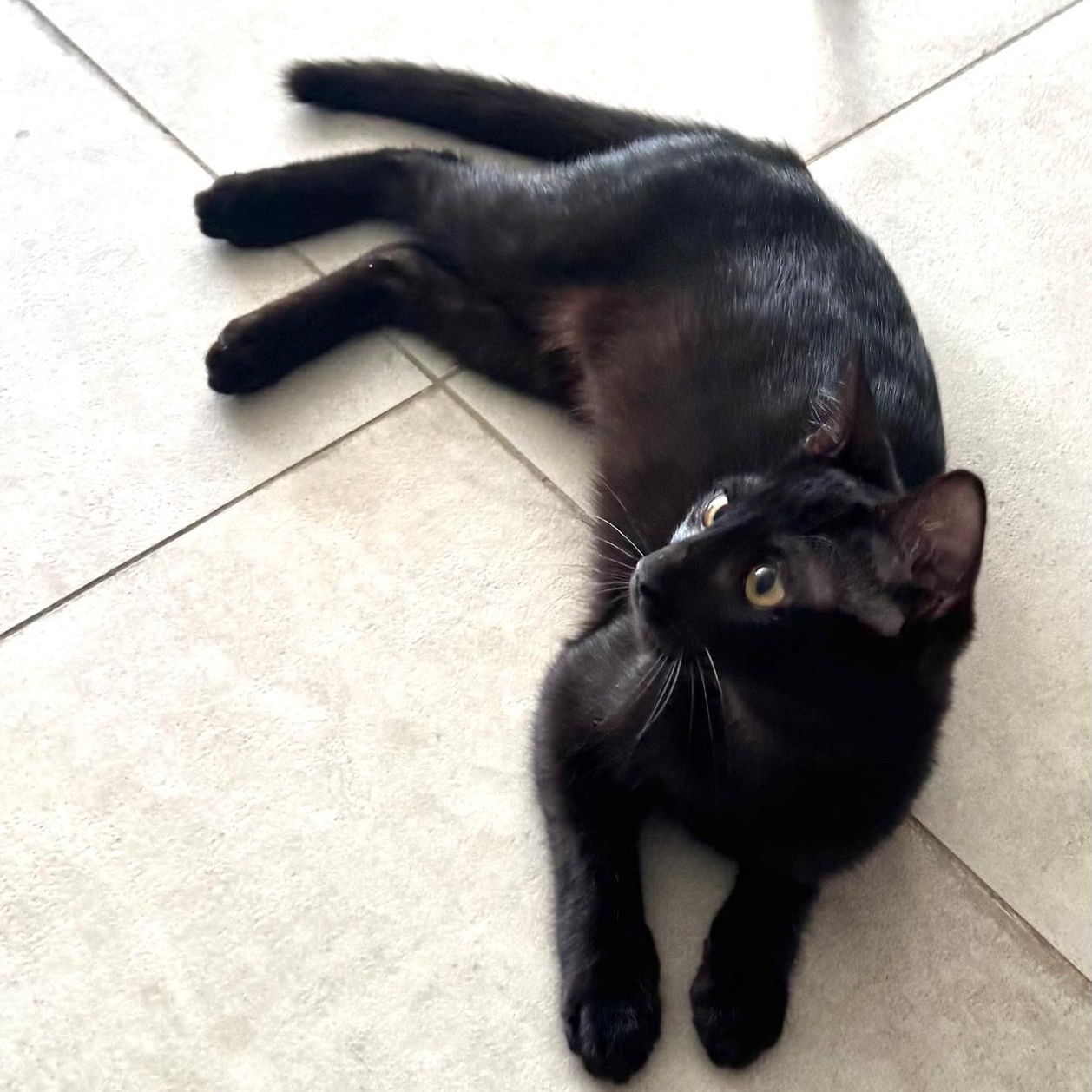 CEDAR, Adoptable, Kitten Female Domestic Short Hair.