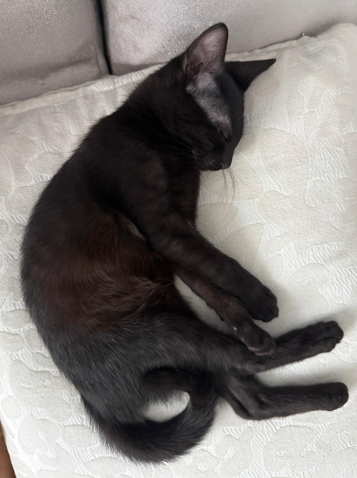 Enlarge CEDAR, a Adoptable Domestic Short Hair in Stamford, CT image 3/6