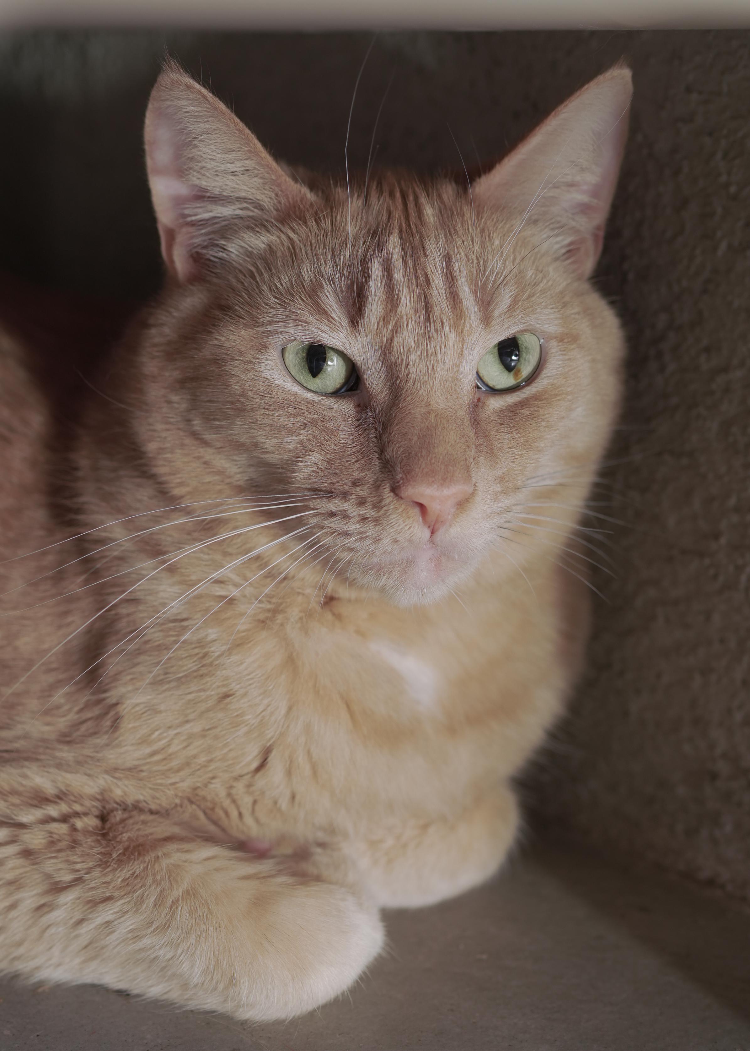 Gerald, adopted, Adult Male Domestic Short Hair.