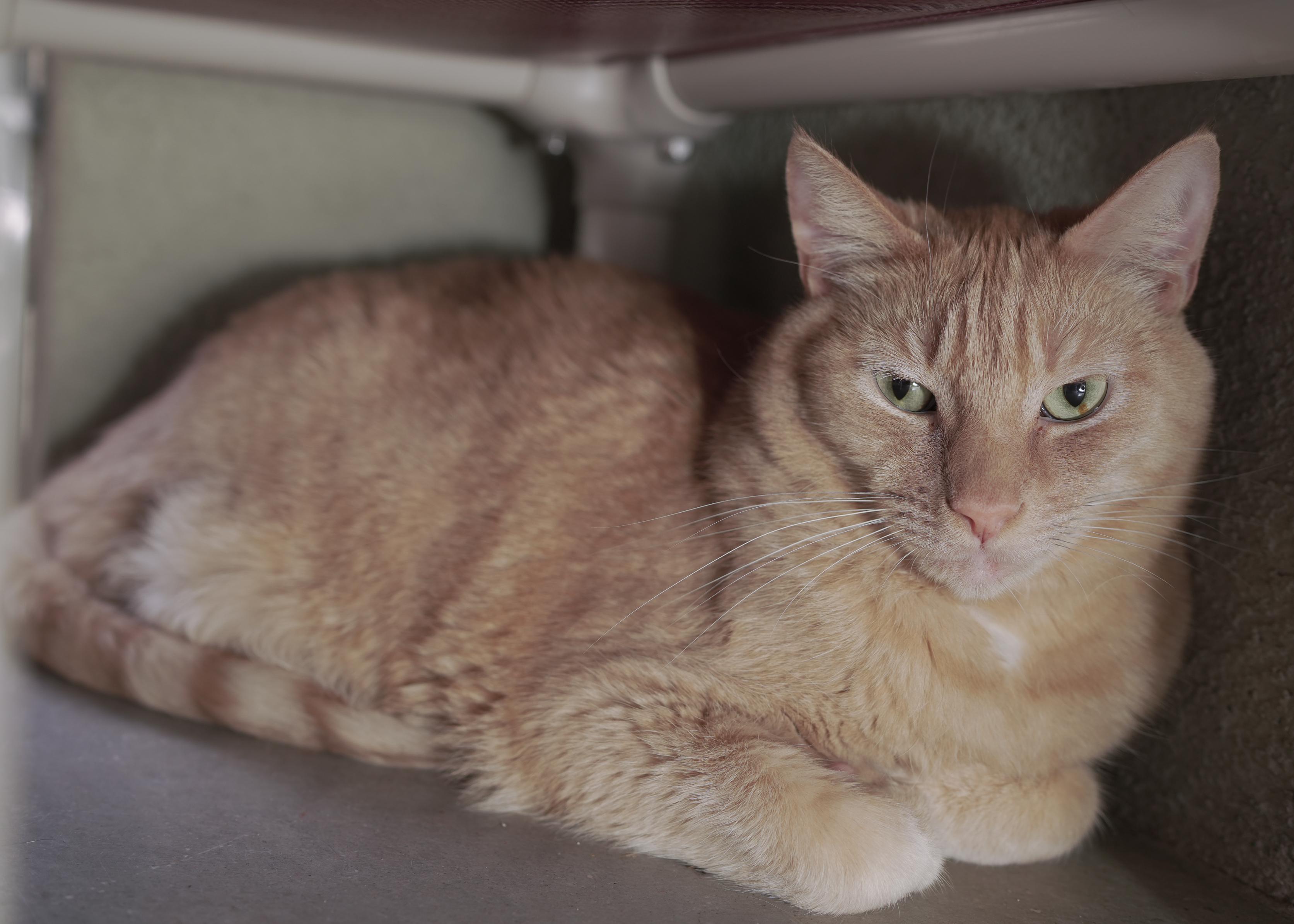 Gerald, an adopted Domestic Short Hair in Boise, ID image 2/2