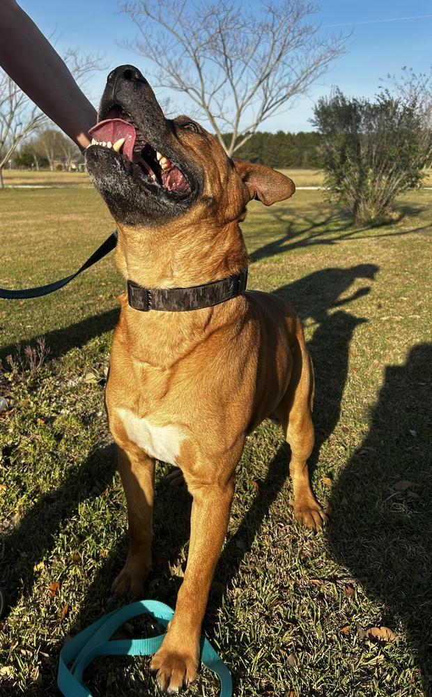 Corbin, Adoptable, Adult Male Pit Bull Terrier & Shepherd.