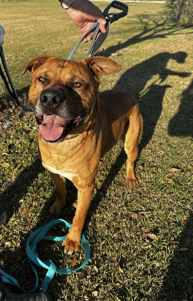 Corbin, Adoptable, Adult Male Pit Bull Terrier & Shepherd.