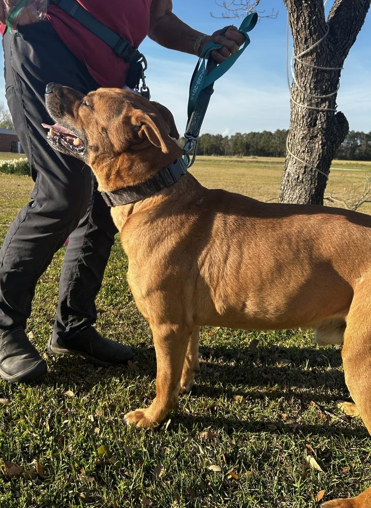Enlarge Corbin, a Adoptable mixed breed in Maysville, NC image 3/5