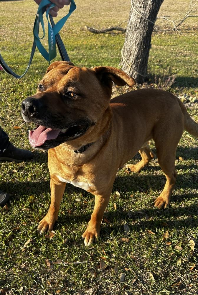 Enlarge Corbin, a Adoptable mixed breed in Maysville, NC image 4/5