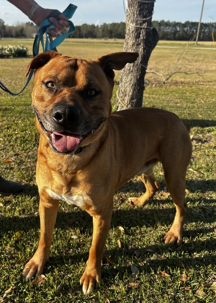 Enlarge Corbin, a Adoptable mixed breed in Maysville, NC image 5/5