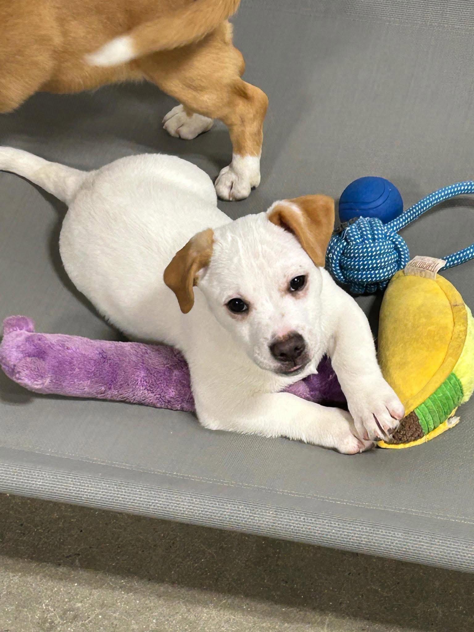 Waffles/Gus, Adopted, Young Male Corgi & Dachshund.
