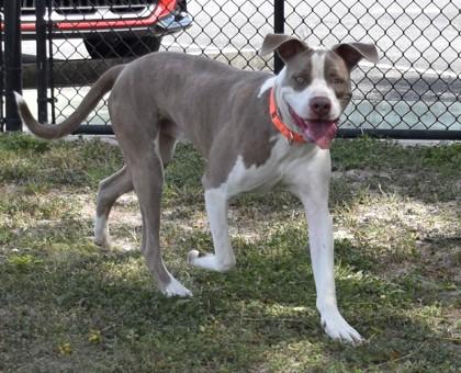 Enlarge Lewis, a Adoptable mixed breed in Inverness, FL image 4/4