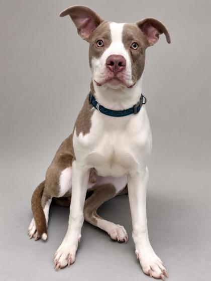 Enlarge Lewis, a Adoptable mixed breed in Inverness, FL image 2/4