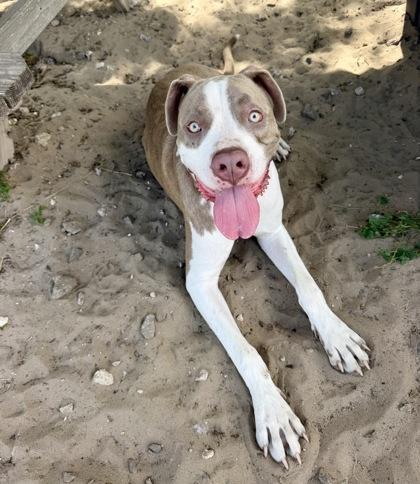 Lewis, Adoptable, Young Male American Staffordshire Terrier & Pit Bull Terrier.