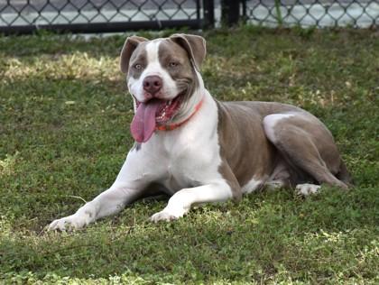 Enlarge Lewis, a Adoptable mixed breed in Inverness, FL image 3/4