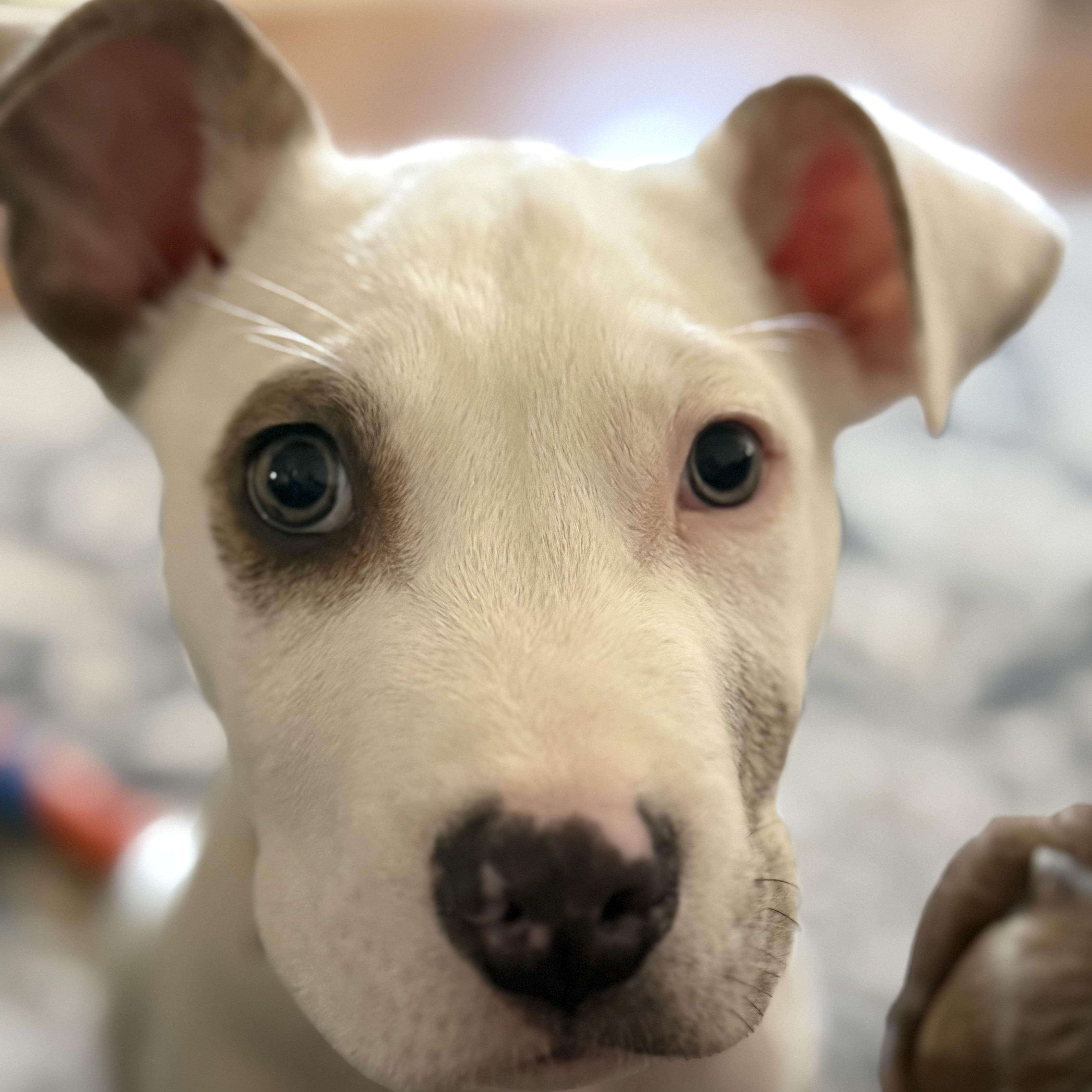 Kelso, an adopted mixed breed in Stuart, VA image 2/5