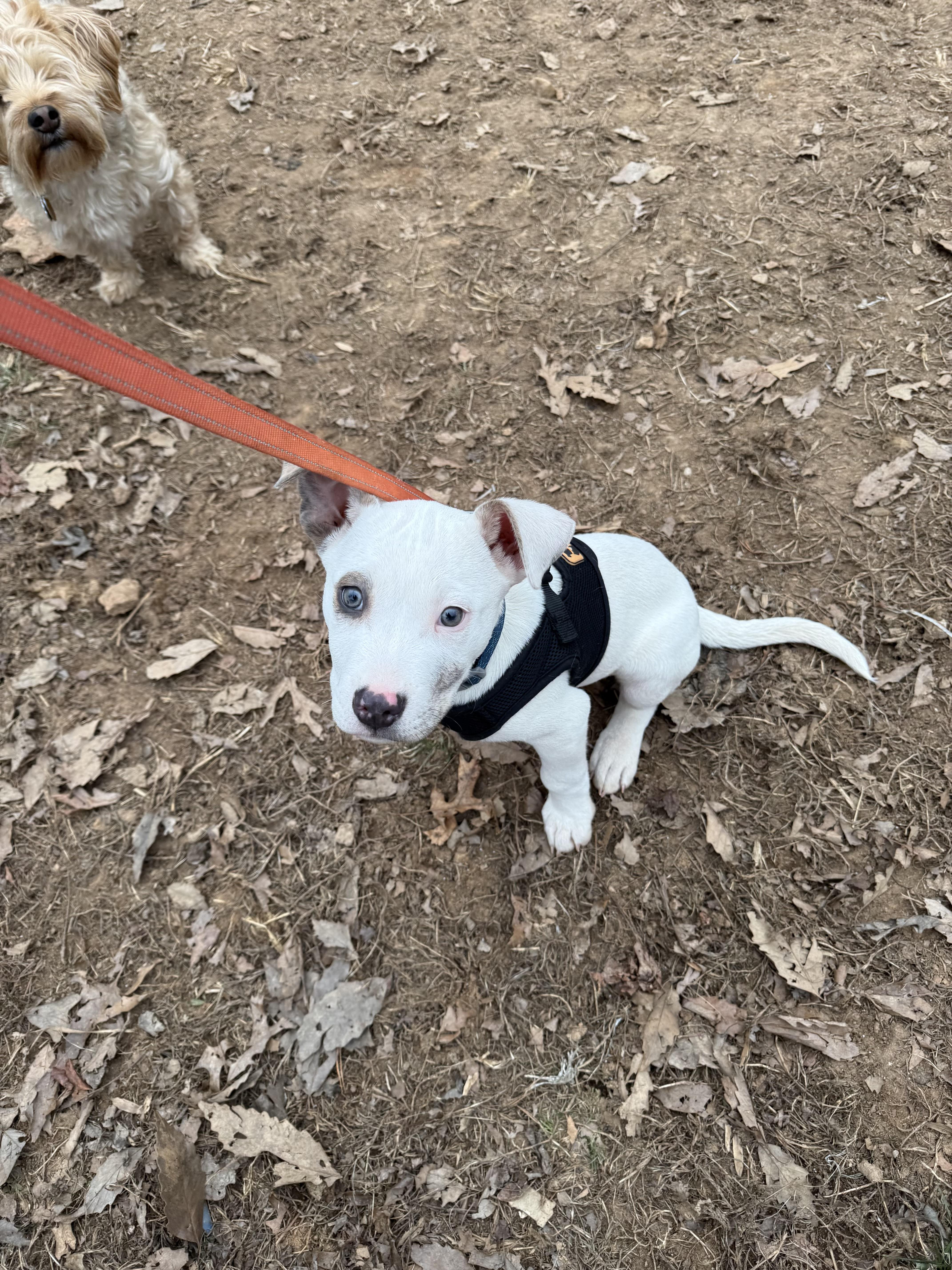 Kelso, an adopted mixed breed in Stuart, VA image 3/5