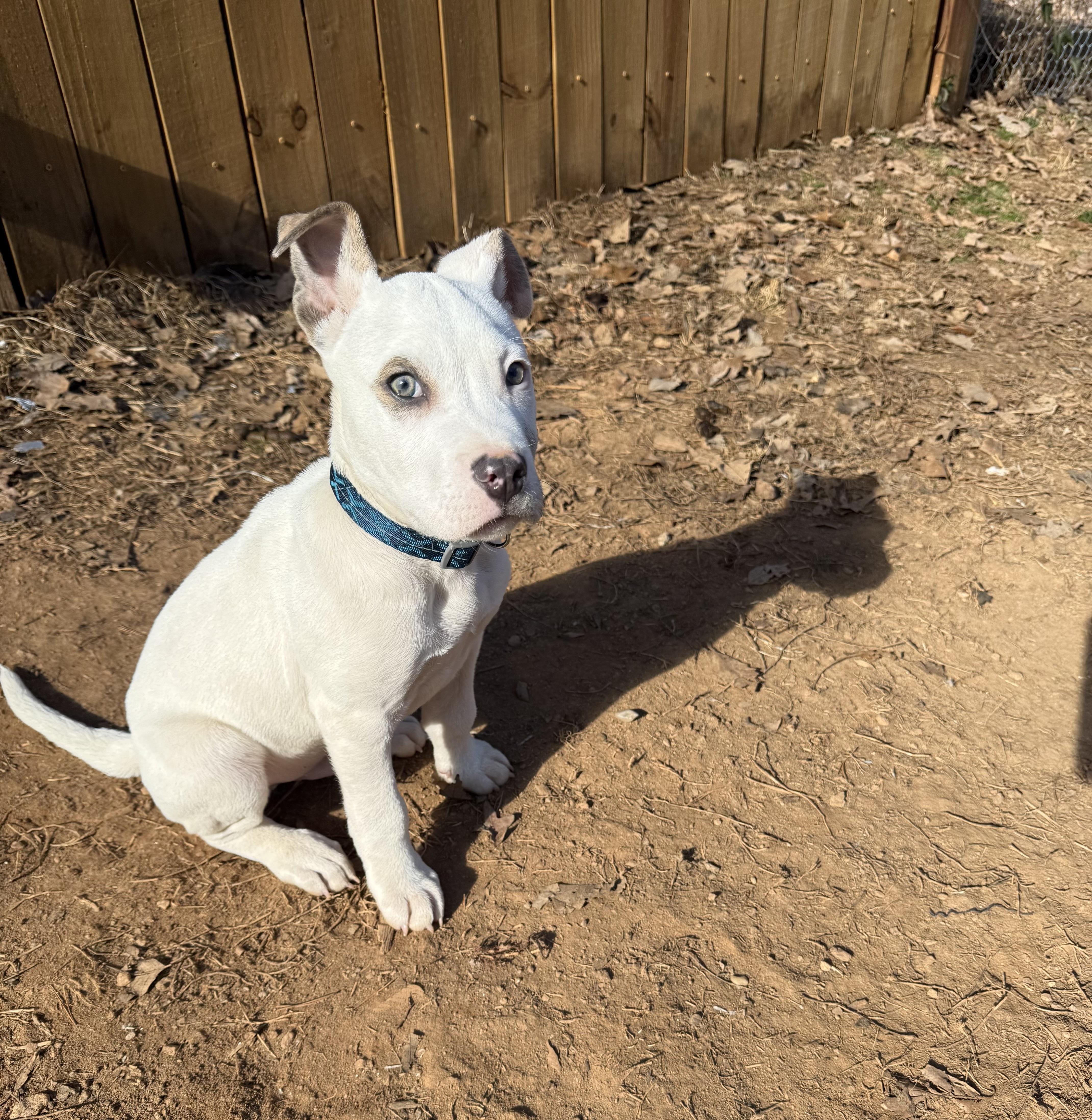 Kelso, an adopted mixed breed in Stuart, VA image 5/5