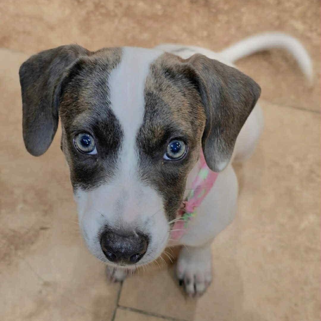 Lulabelle