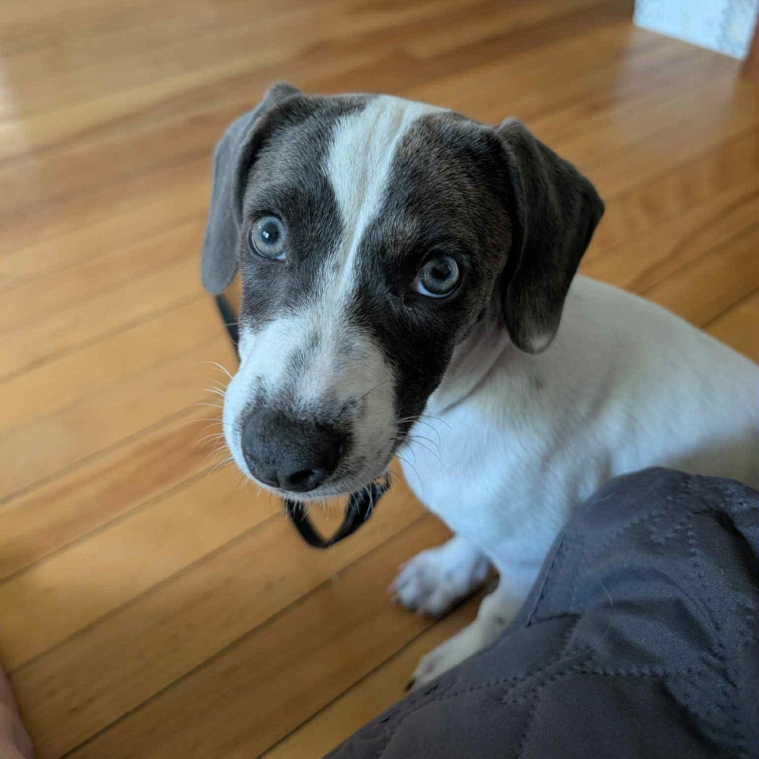 Lulabelle