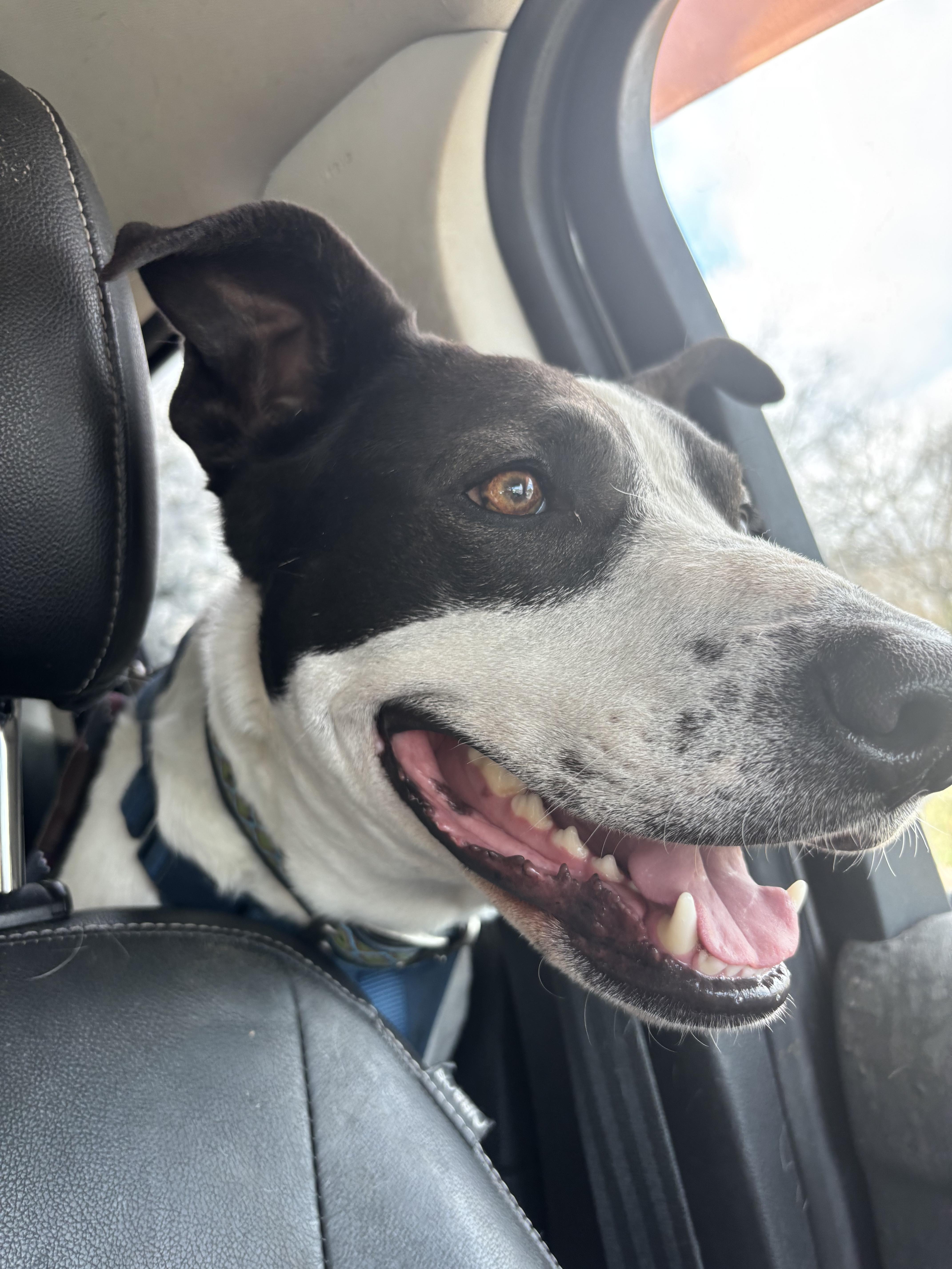 Enlarge Snoopy, a ADOPTABLE Mixed Breed in Athens, TX image 2/6