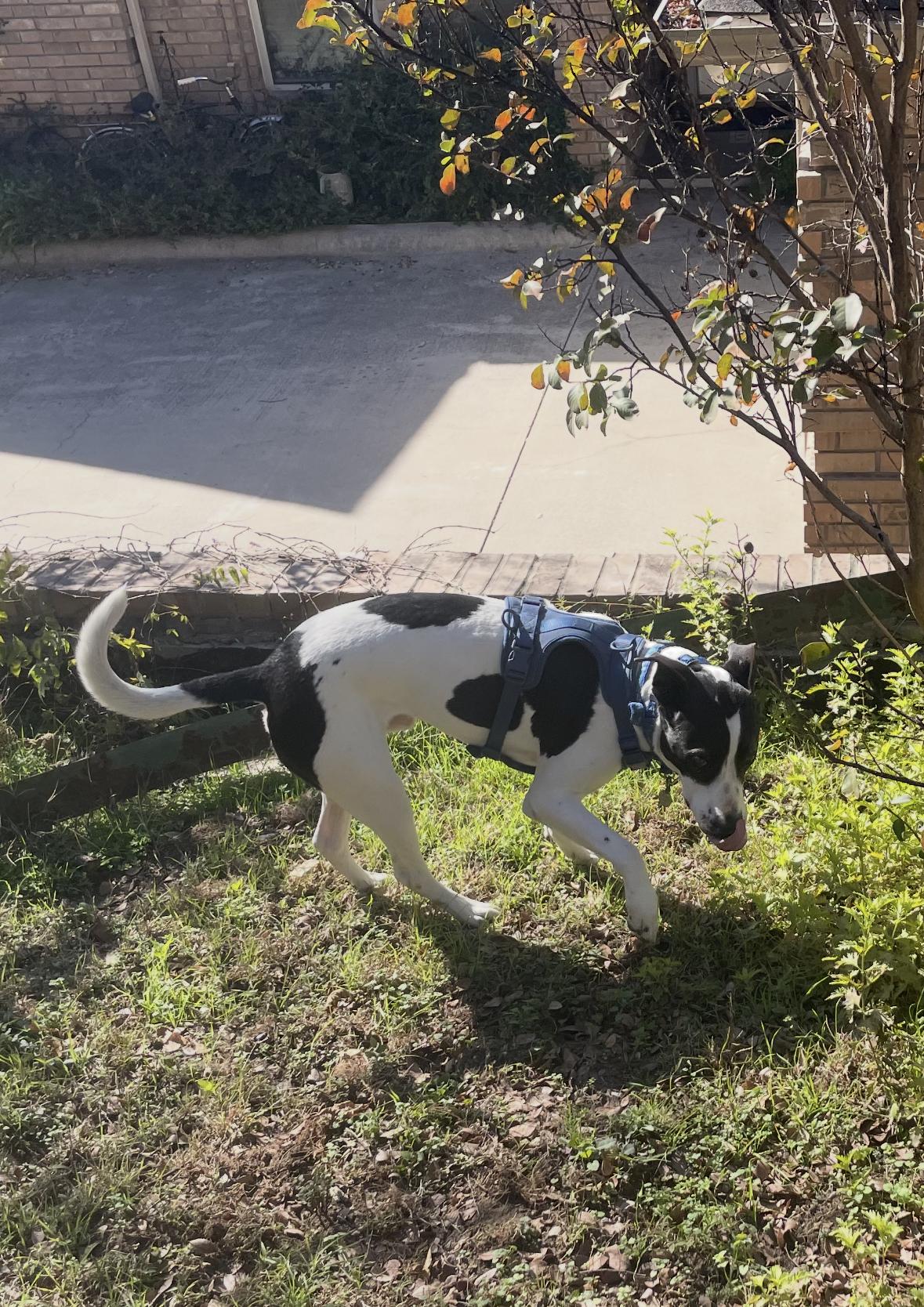 Enlarge Snoopy, a ADOPTABLE Mixed Breed in Athens, TX image 4/6