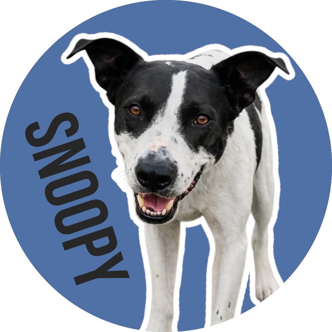 Snoopy, ADOPTABLE, Adult Male Mixed Breed.