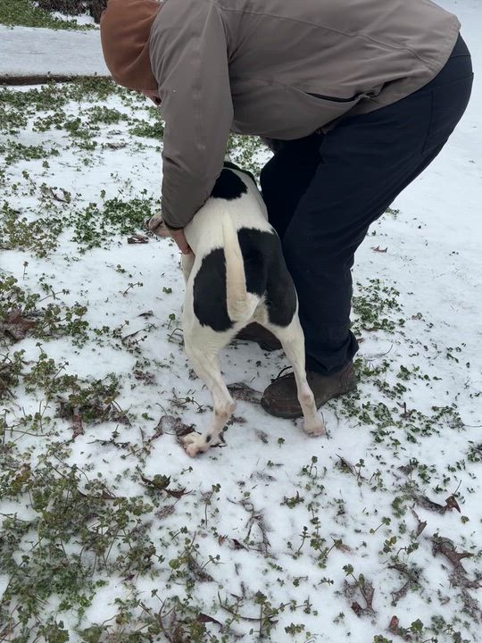 Enlarge Snoopy, a ADOPTABLE Mixed Breed in Athens, TX video 6/6