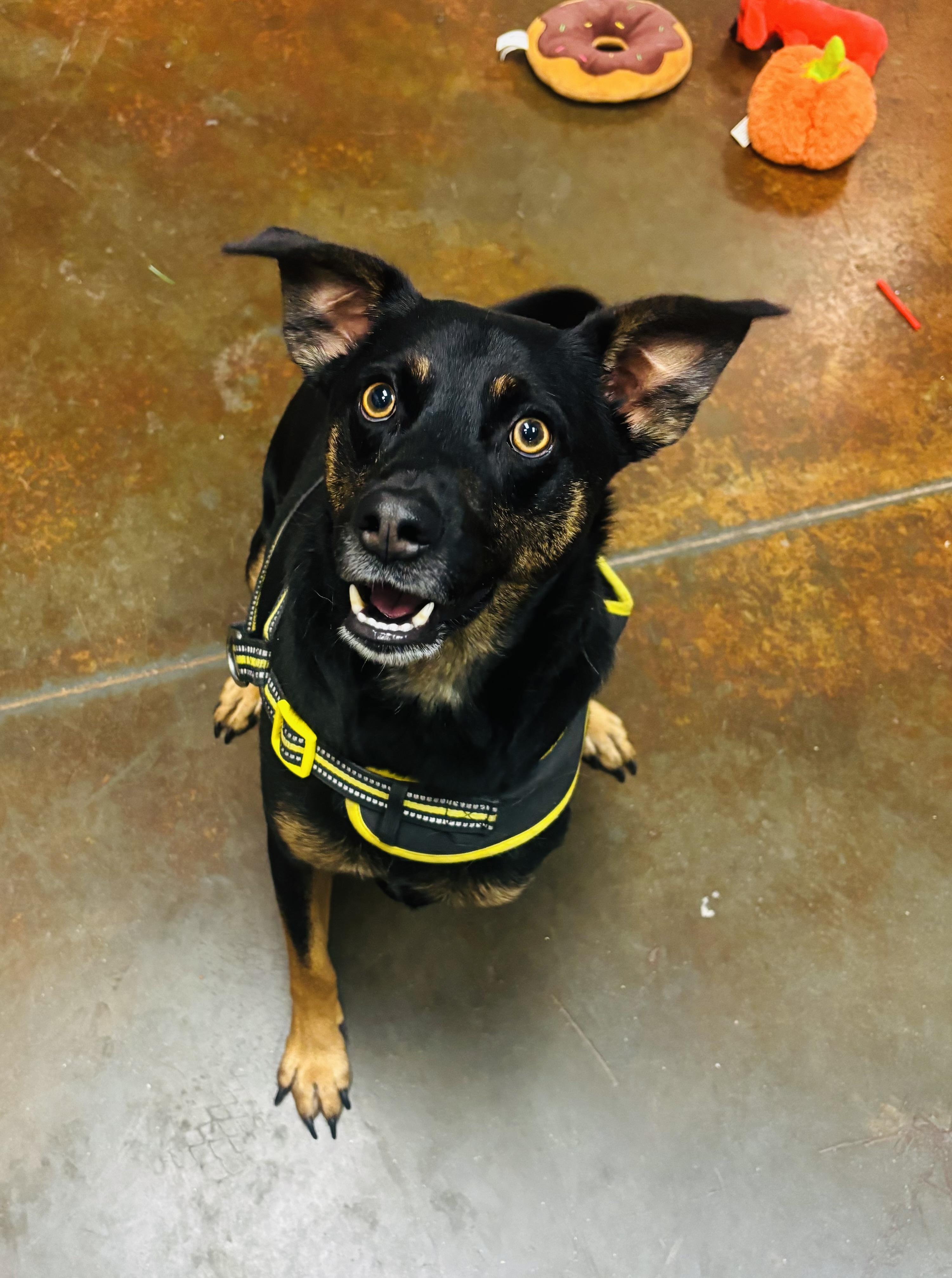 Jack , ADOPTABLE, Adult Male Australian Kelpie & Miniature Pinscher.