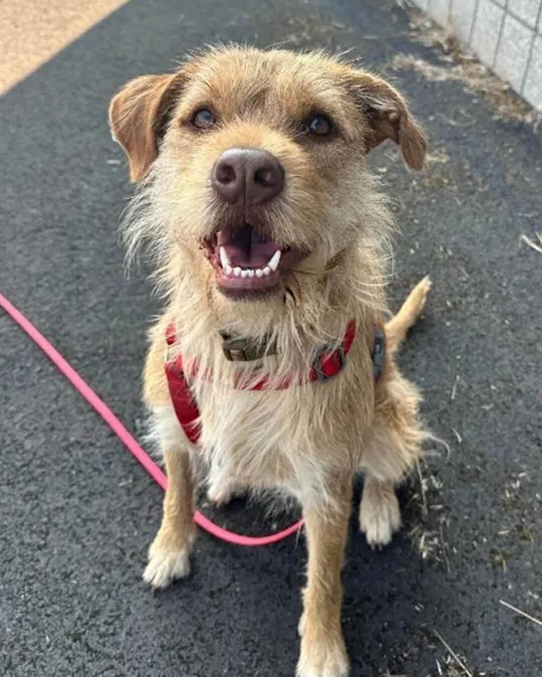 Jojo (Special Needs), a Adoptable mixed breed in Hood River, OR image 1/5