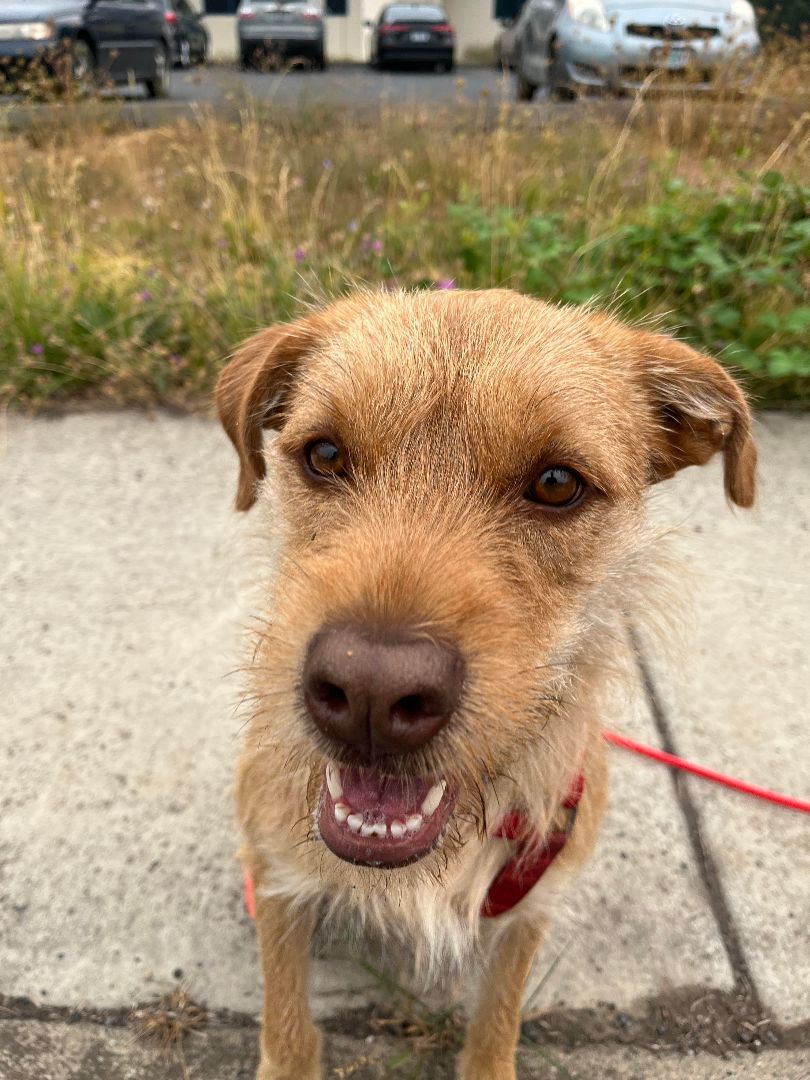 Jojo (Special Needs), a Adoptable mixed breed in Hood River, OR image 3/5