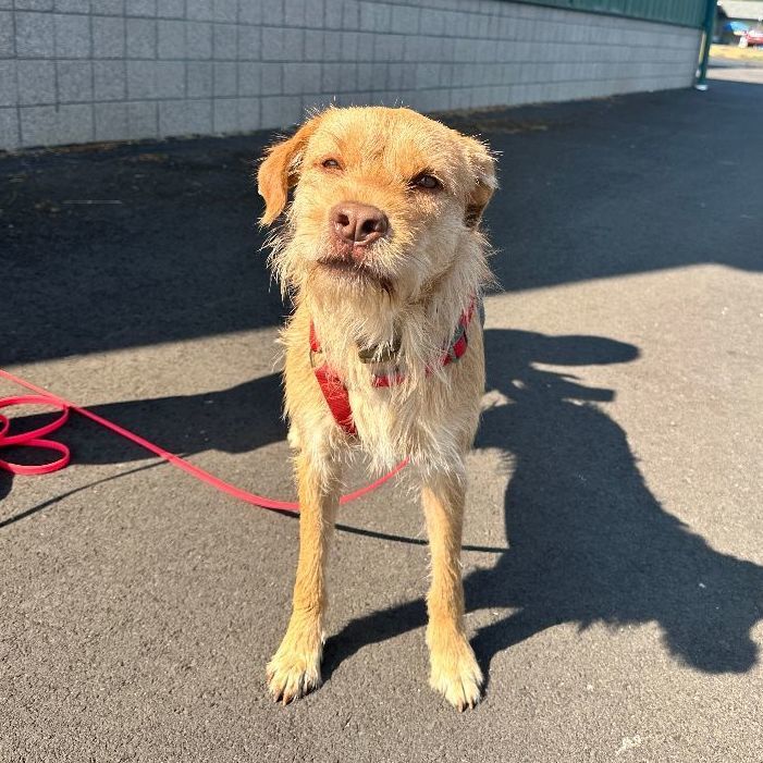 Jojo (Special Needs), a Adoptable mixed breed in Hood River, OR image 4/5