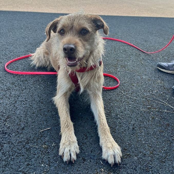Jojo (Special Needs), a Adoptable mixed breed in Hood River, OR image 5/5