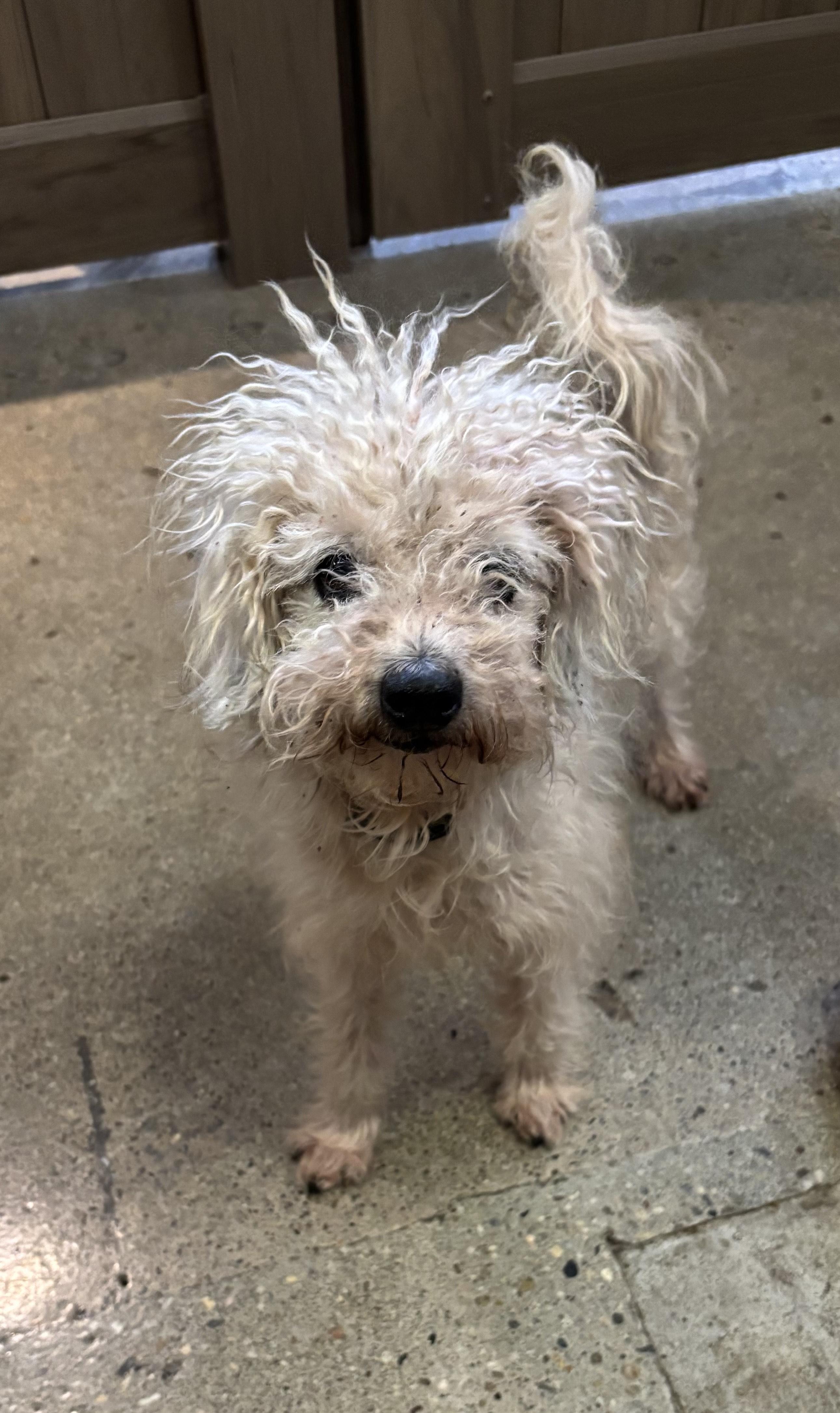 Elfee, a Adoptable Maltipoo in Thousand Oaks, CA image 2/2