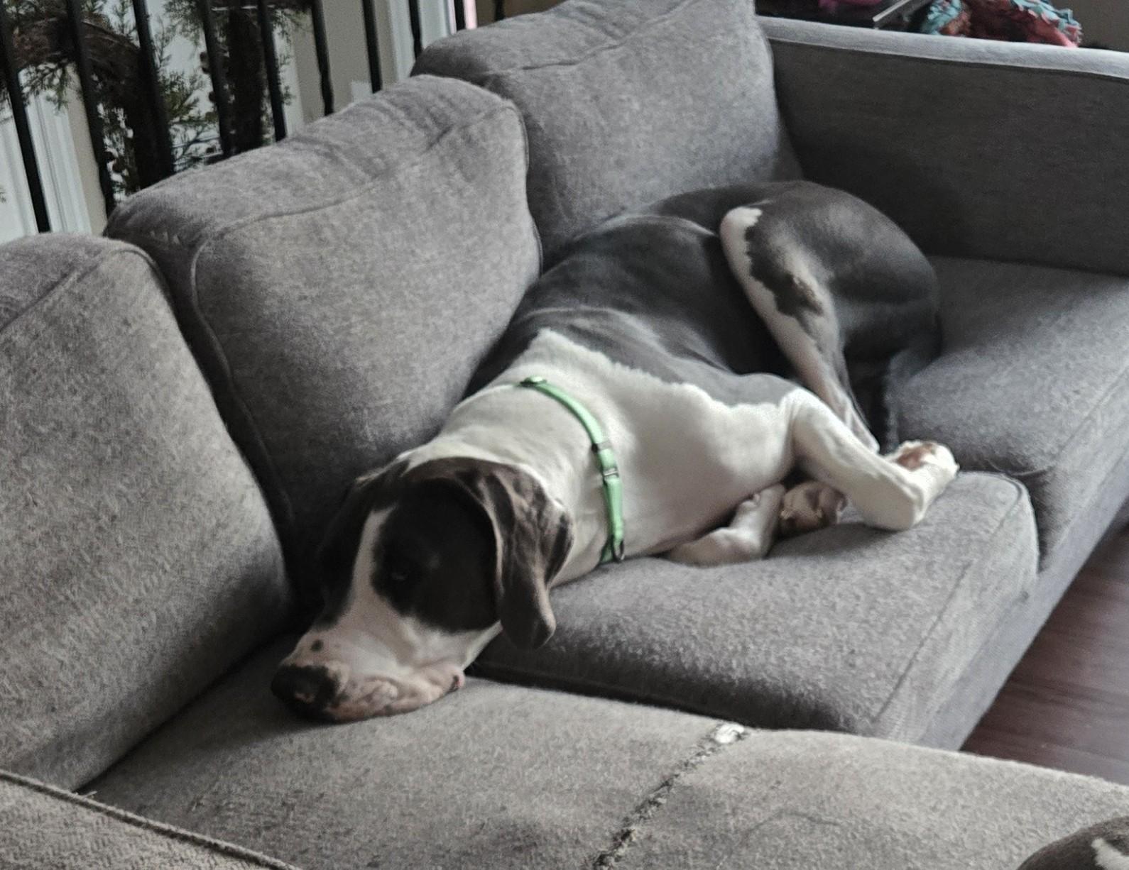 Bandit, Adoptable, Young Male Great Dane.