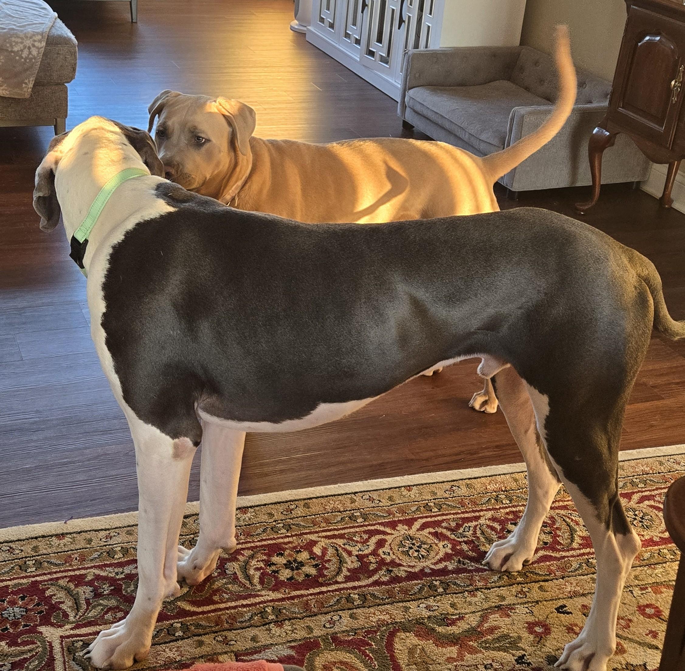 Enlarge Bandit, a Adoptable Great Dane in merrillville, IN image 2/4