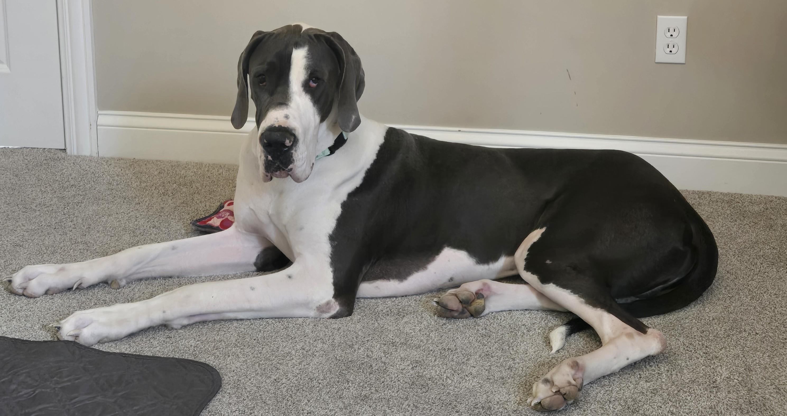 Enlarge Bandit, a Adoptable Great Dane in merrillville, IN image 3/4