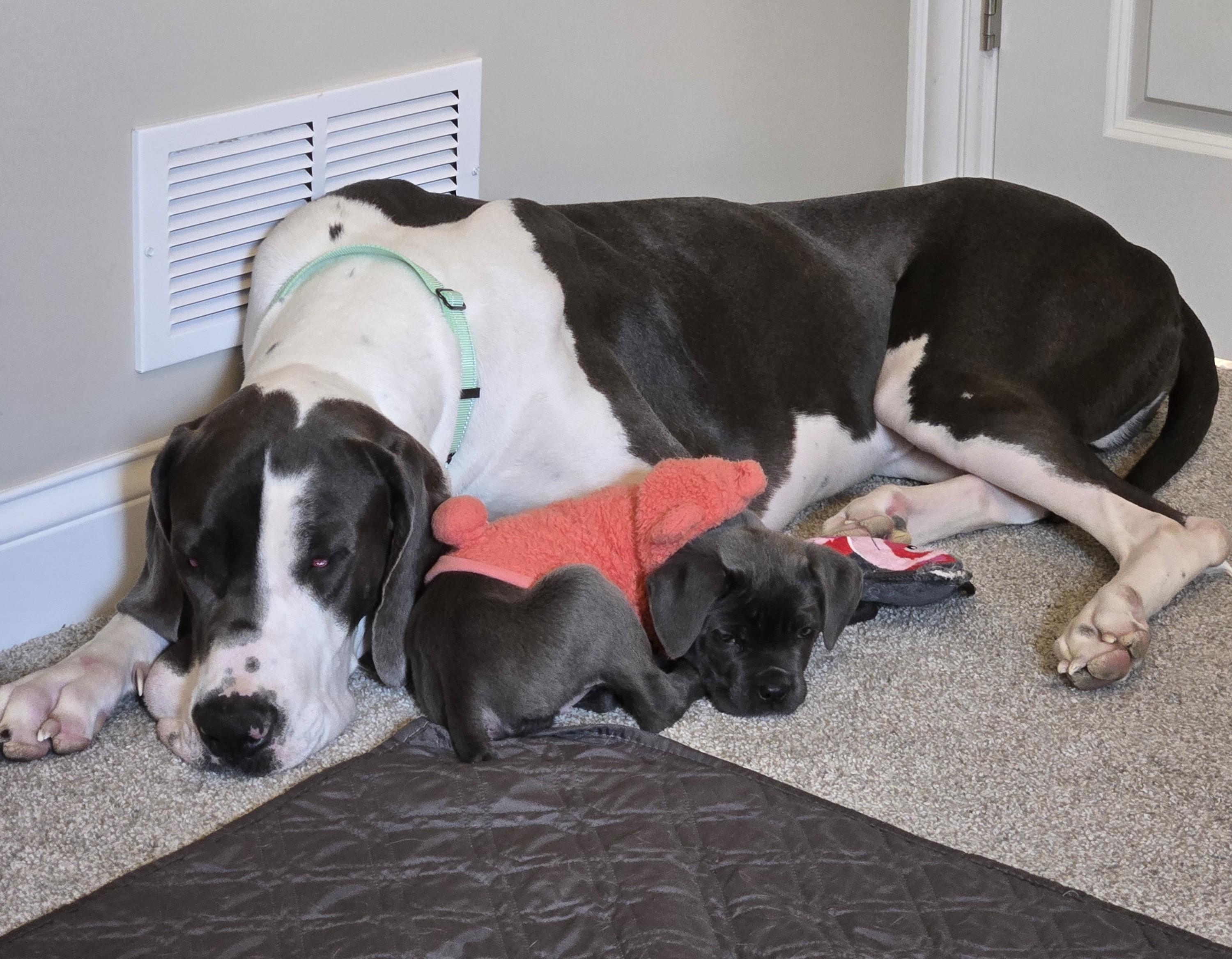Enlarge Bandit, a Adoptable Great Dane in merrillville, IN image 4/4