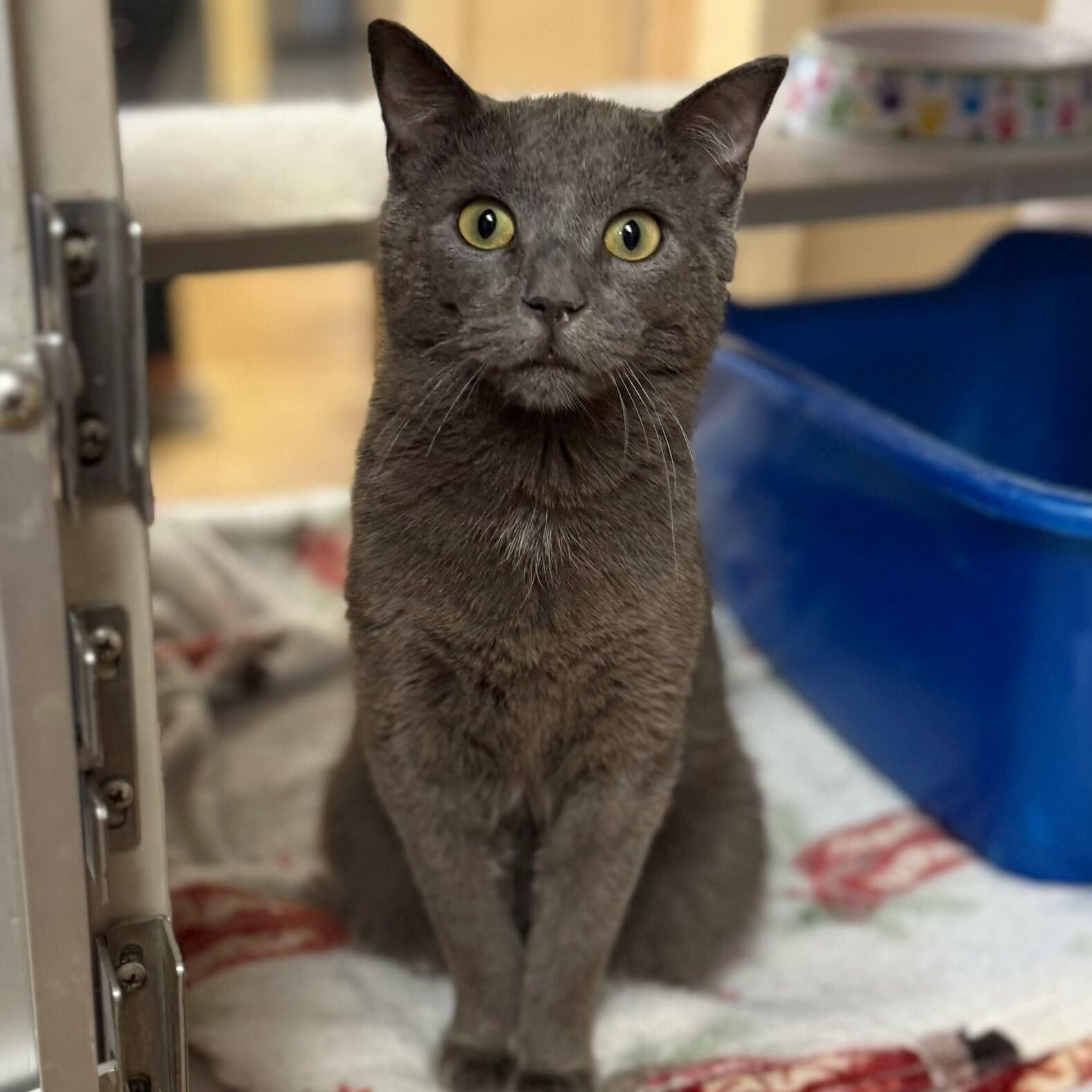 Enlarge Morgan, an adopted Domestic Short Hair in Beresford, SD image 1/1