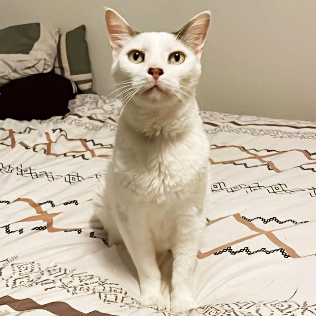Enlarge Leo, a Adoptable Domestic Short Hair in Ramona, CA image 1/6