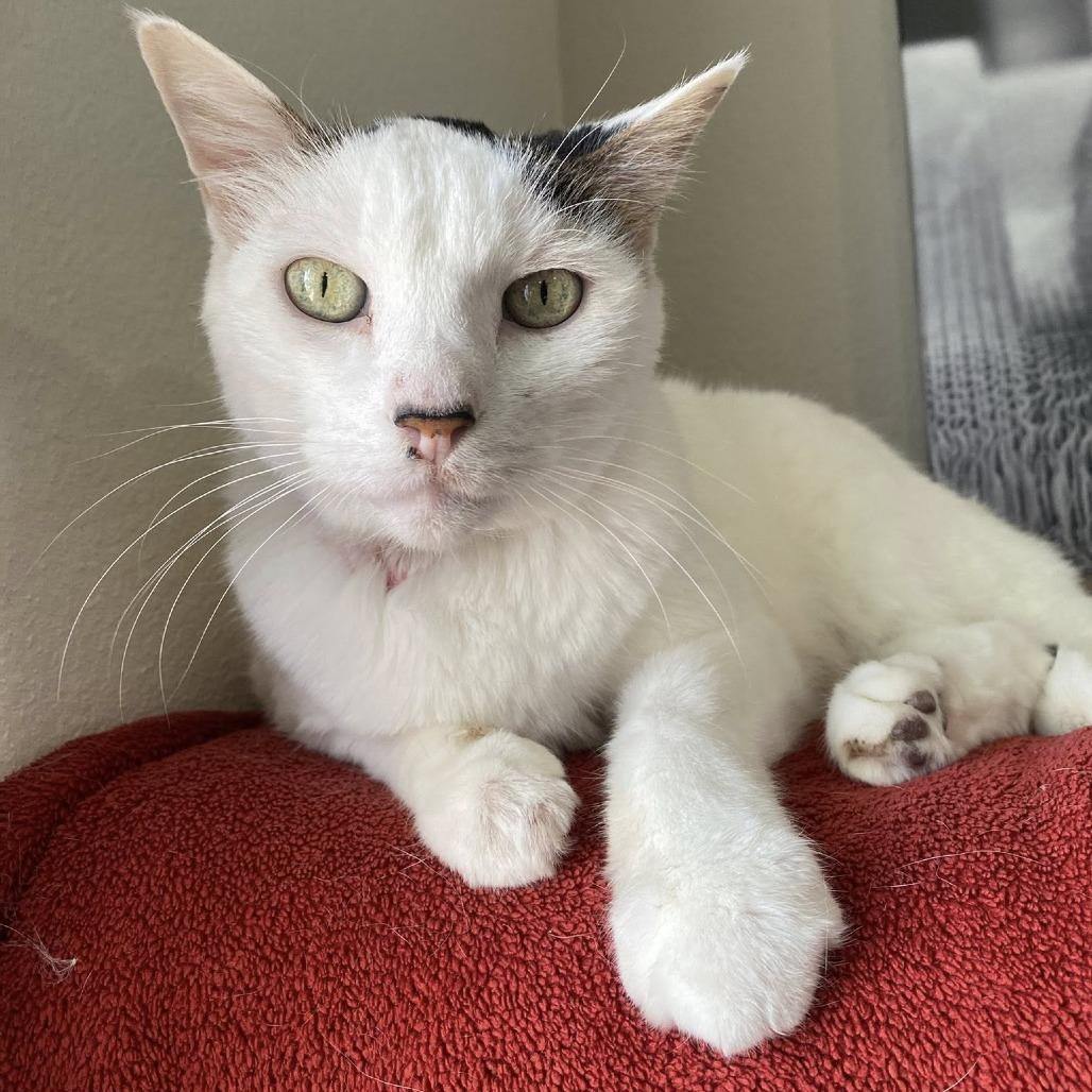 Enlarge Leo, a Adoptable Domestic Short Hair in Ramona, CA image 2/6