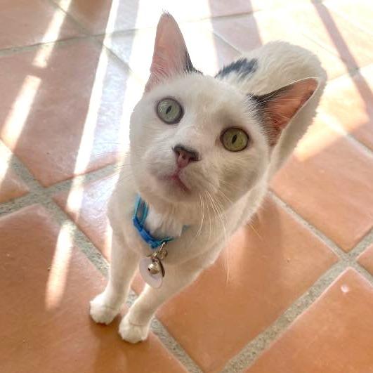 Enlarge Leo, a Adoptable Domestic Short Hair in Ramona, CA image 4/6