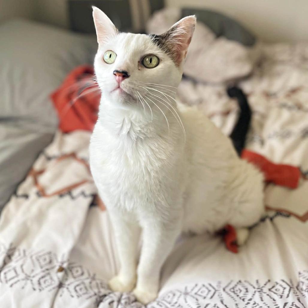 Enlarge Leo, a Adoptable Domestic Short Hair in Ramona, CA image 5/6