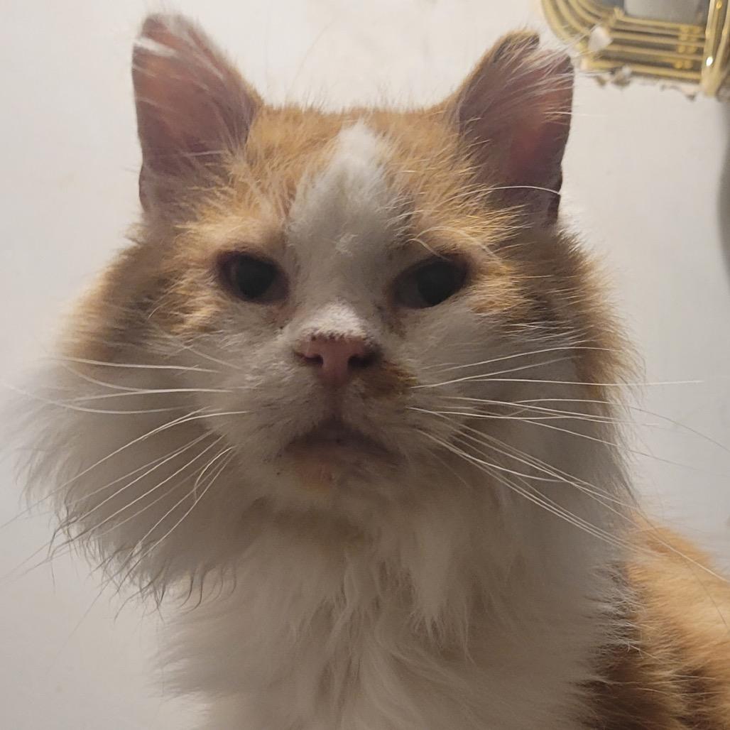 Enlarge solstice, a Adoptable Domestic Medium Hair in Blair, WI image 2/2