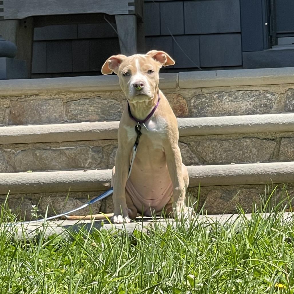 Enlarge Darcy, a ADOPTABLE mixed breed in Medford, NY image 3/5