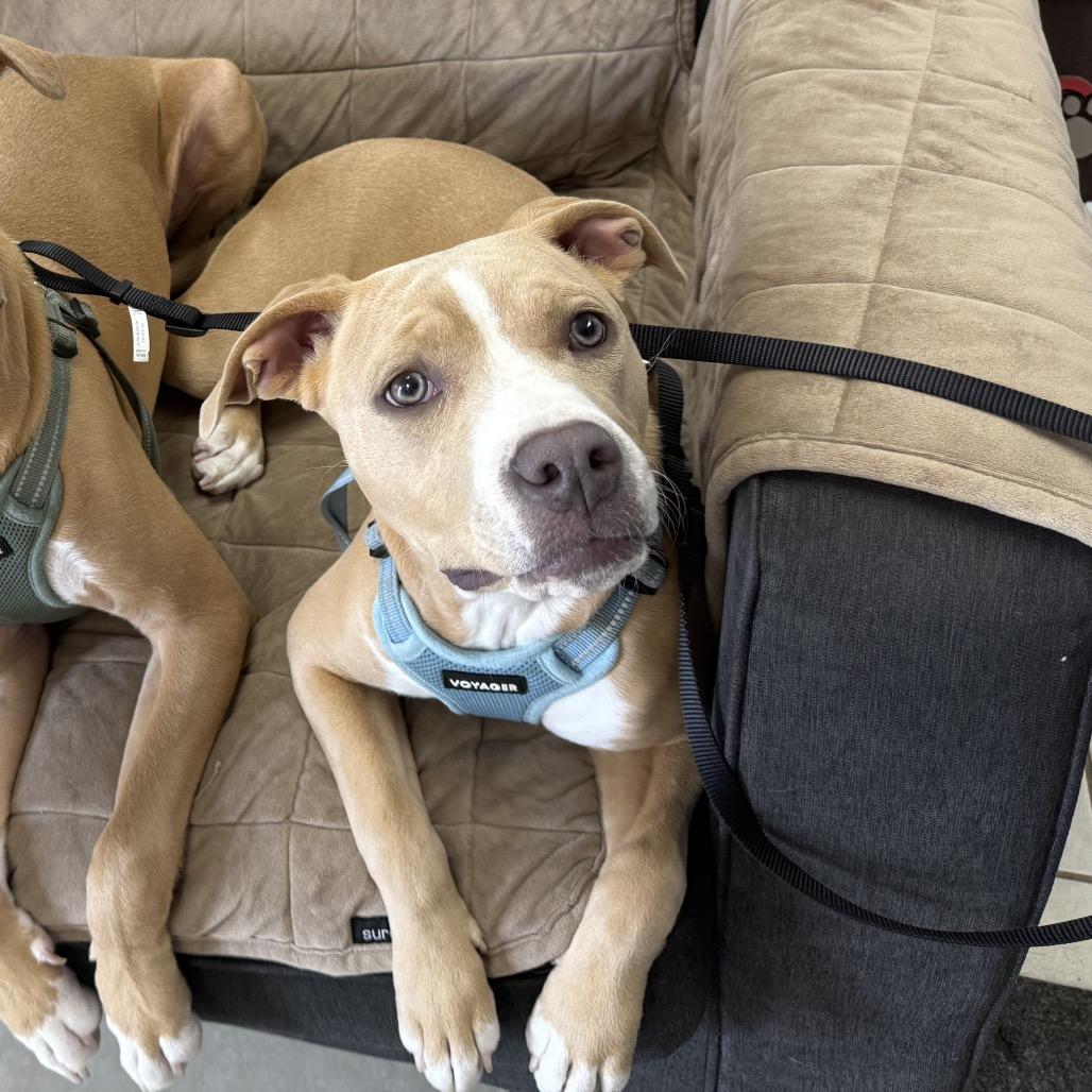 Darcy, ADOPTABLE, Young Female Pit Bull Terrier.