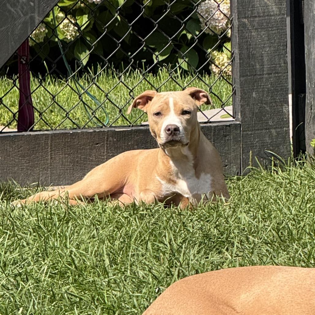 Enlarge Darcy, a ADOPTABLE mixed breed in Medford, NY image 4/5